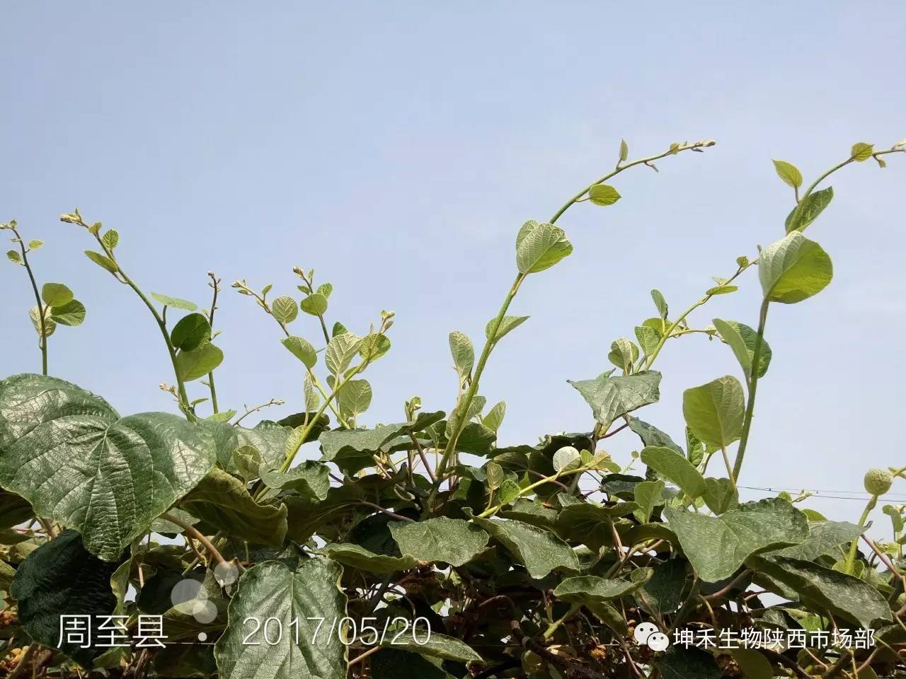 1495693601139913.jpg 微信图片_20170525142324.jpg