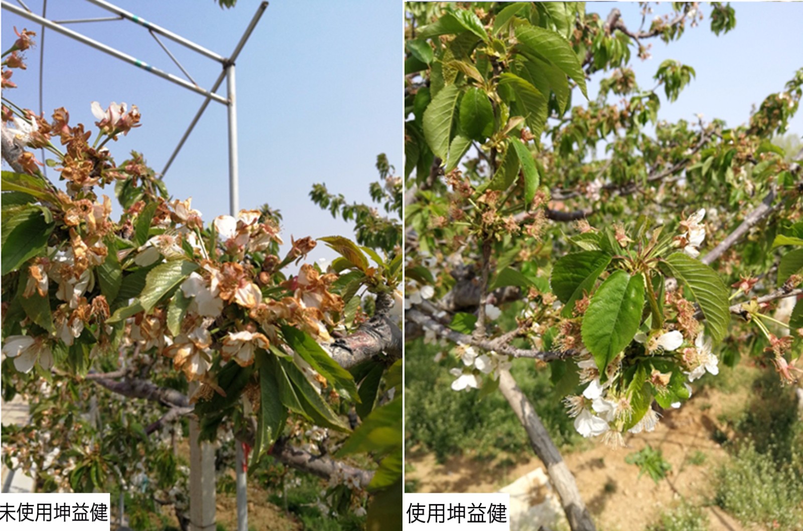 1525331320161197.jpg 对比 花.jpg