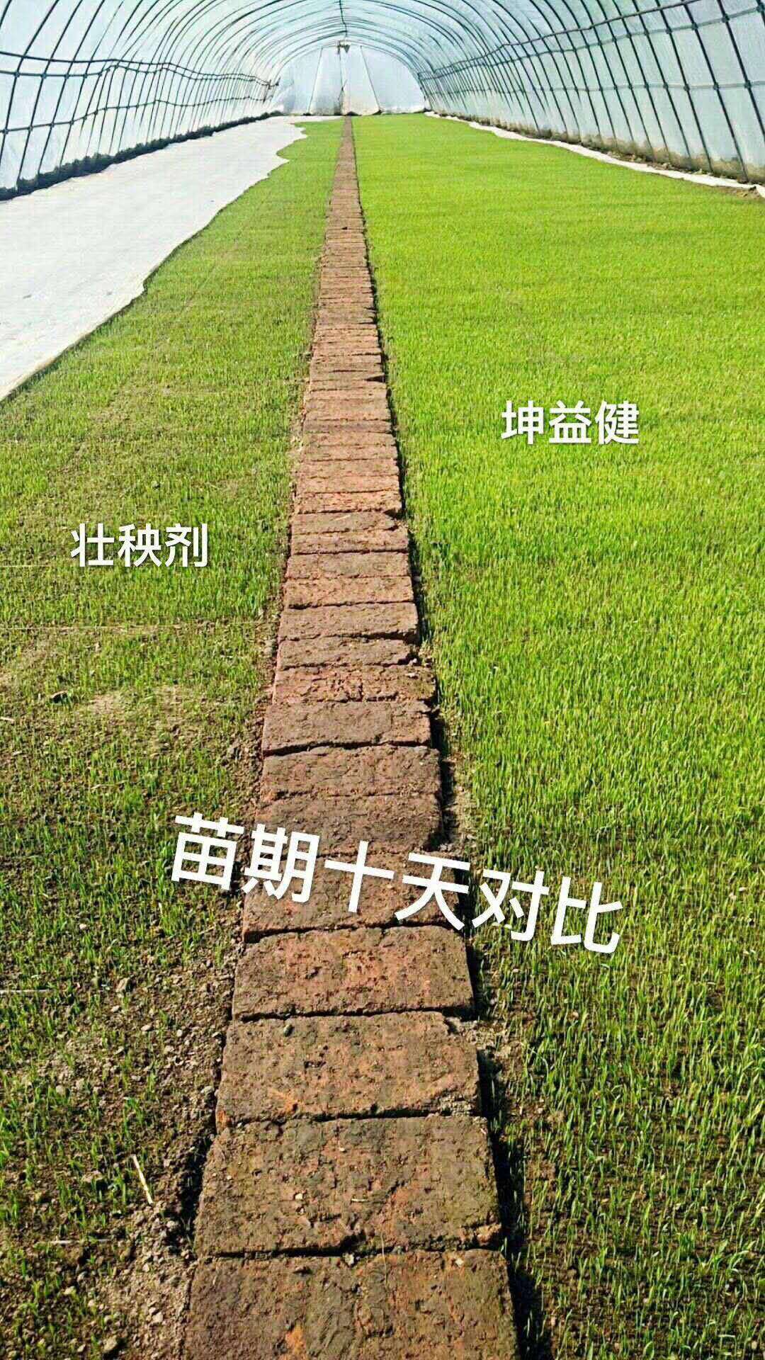1525683408105750.jpg 水稻育秧.jpg