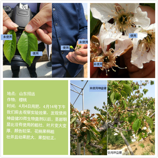 1525683684630673.jpg 山东樱桃.jpg