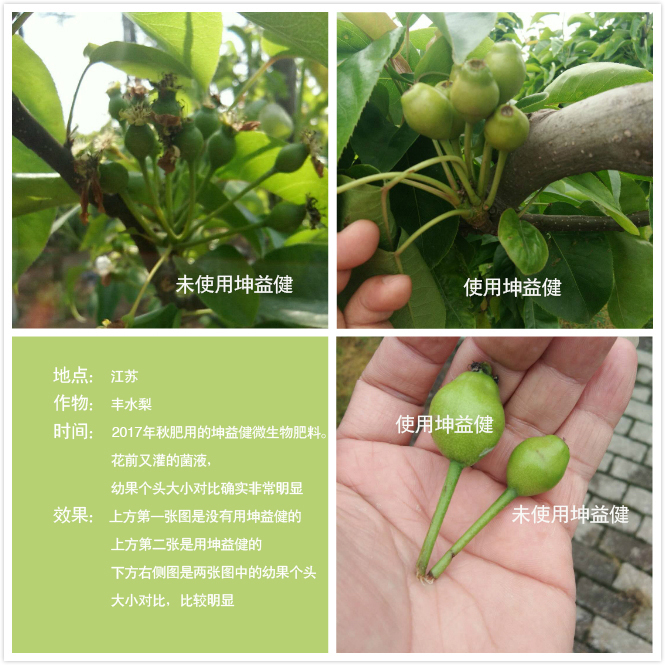 1525683698203411.jpg 丰水梨(加文字).jpg