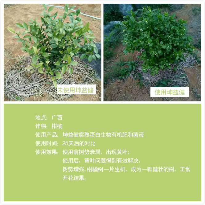 1525684437880946.jpg 柑橘树.jpg