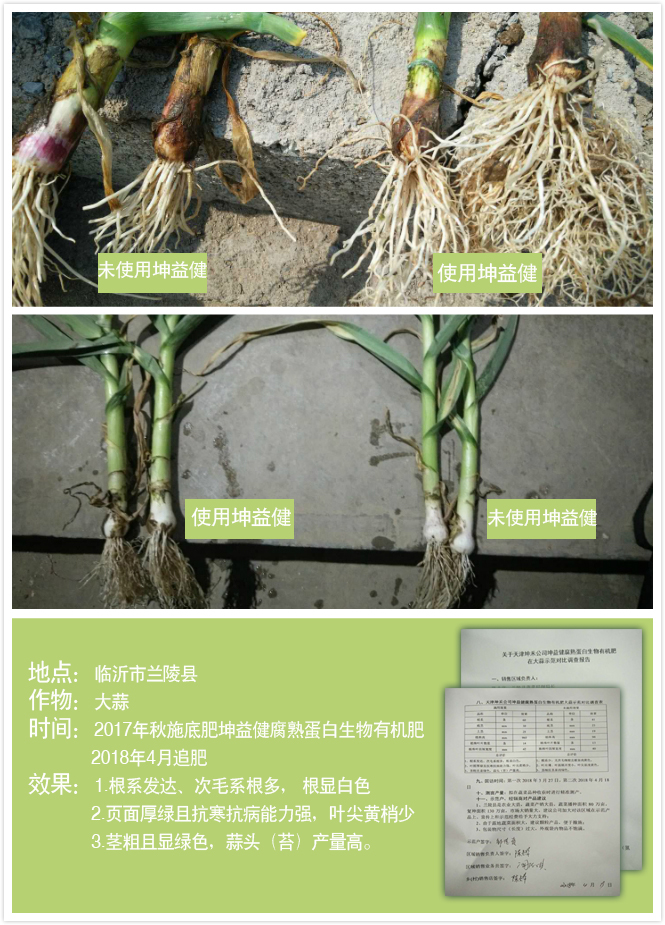1525684628690272.jpg 兰陵大蒜.jpg