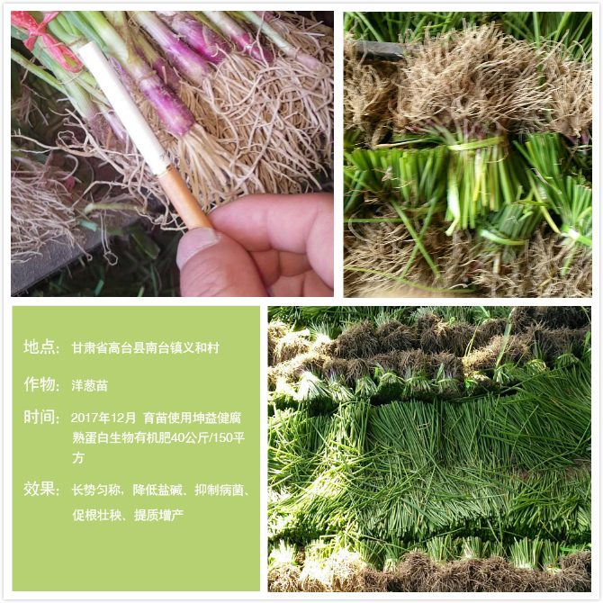 1525684660555368.jpg 洋葱育苗(加文字).jpg