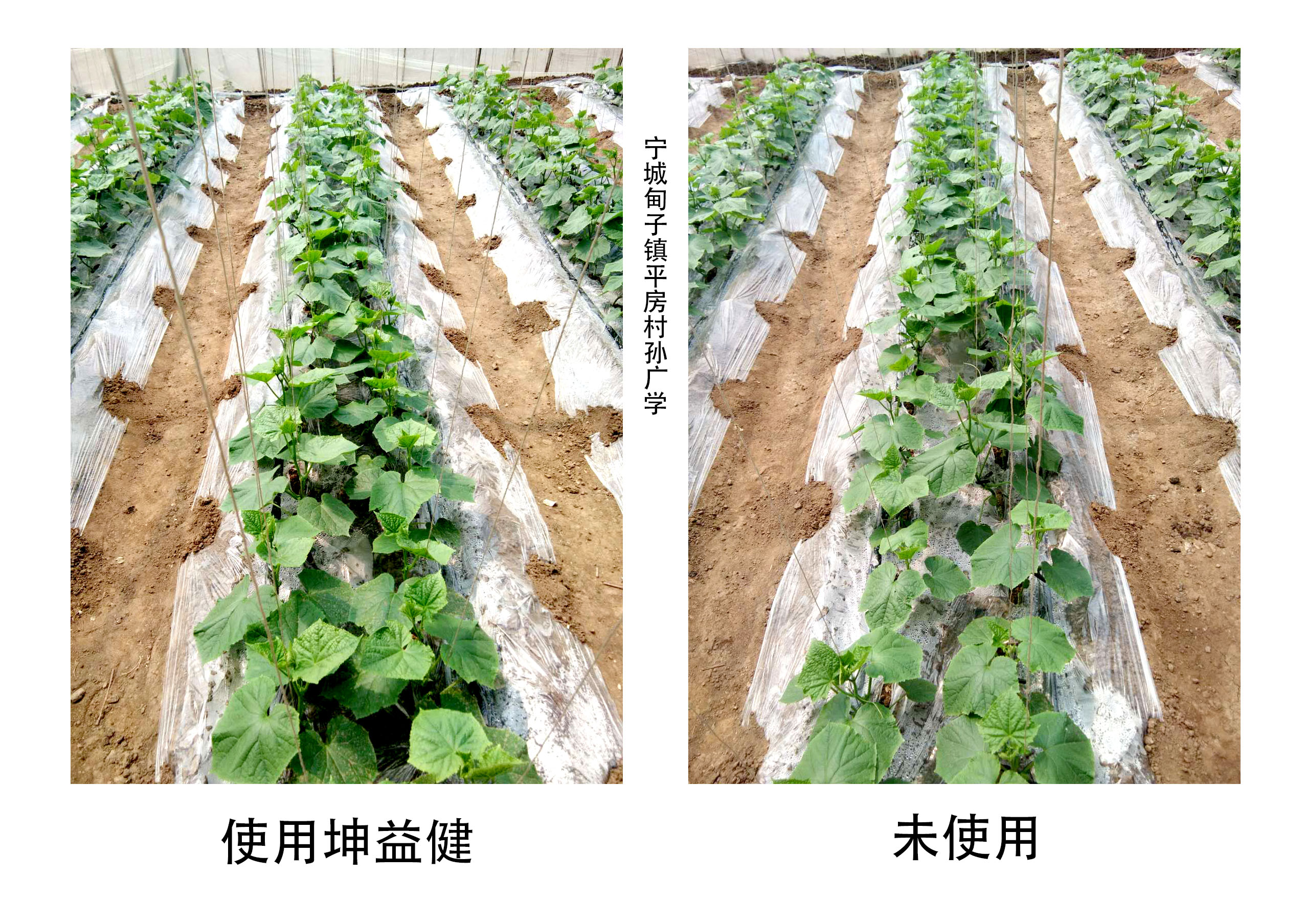 1527753604539489.jpg 黄瓜对比图.jpg