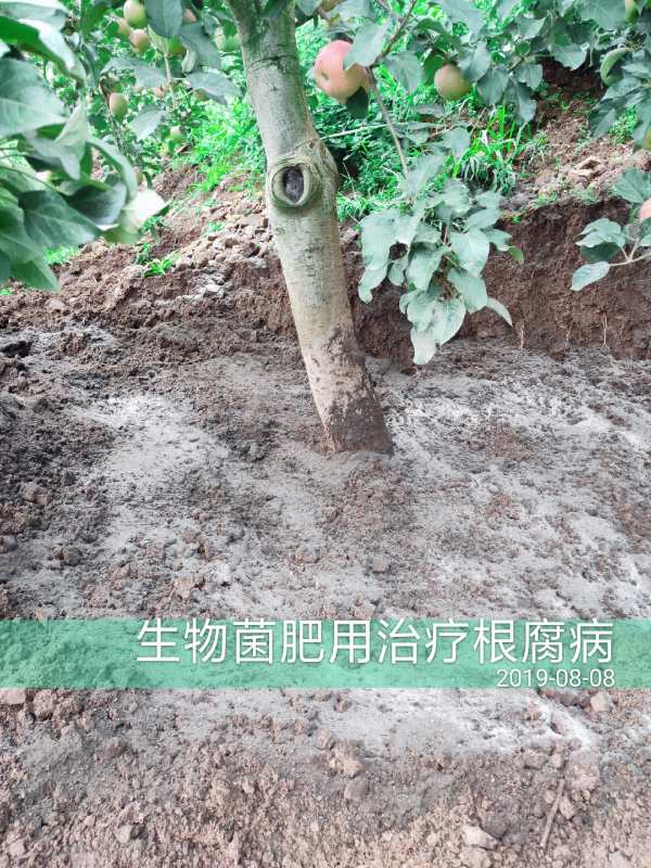 1598498444828324.jpg 生物菌肥治疗根腐病.jpg