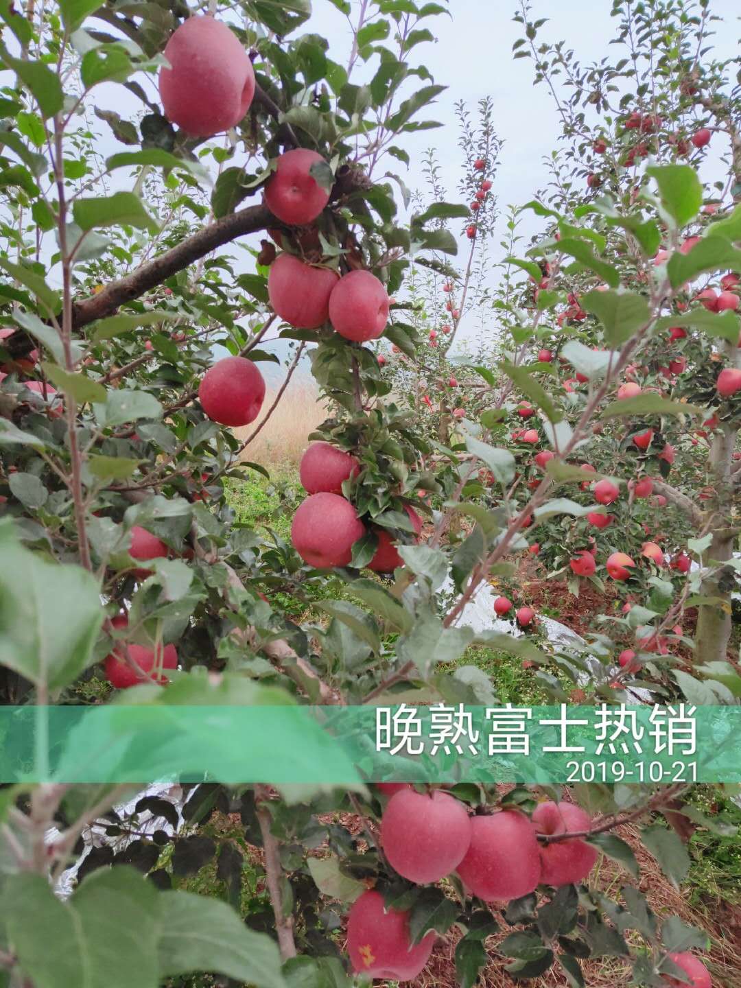1598498522416259.jpg 微信图片_20200824135527.jpg