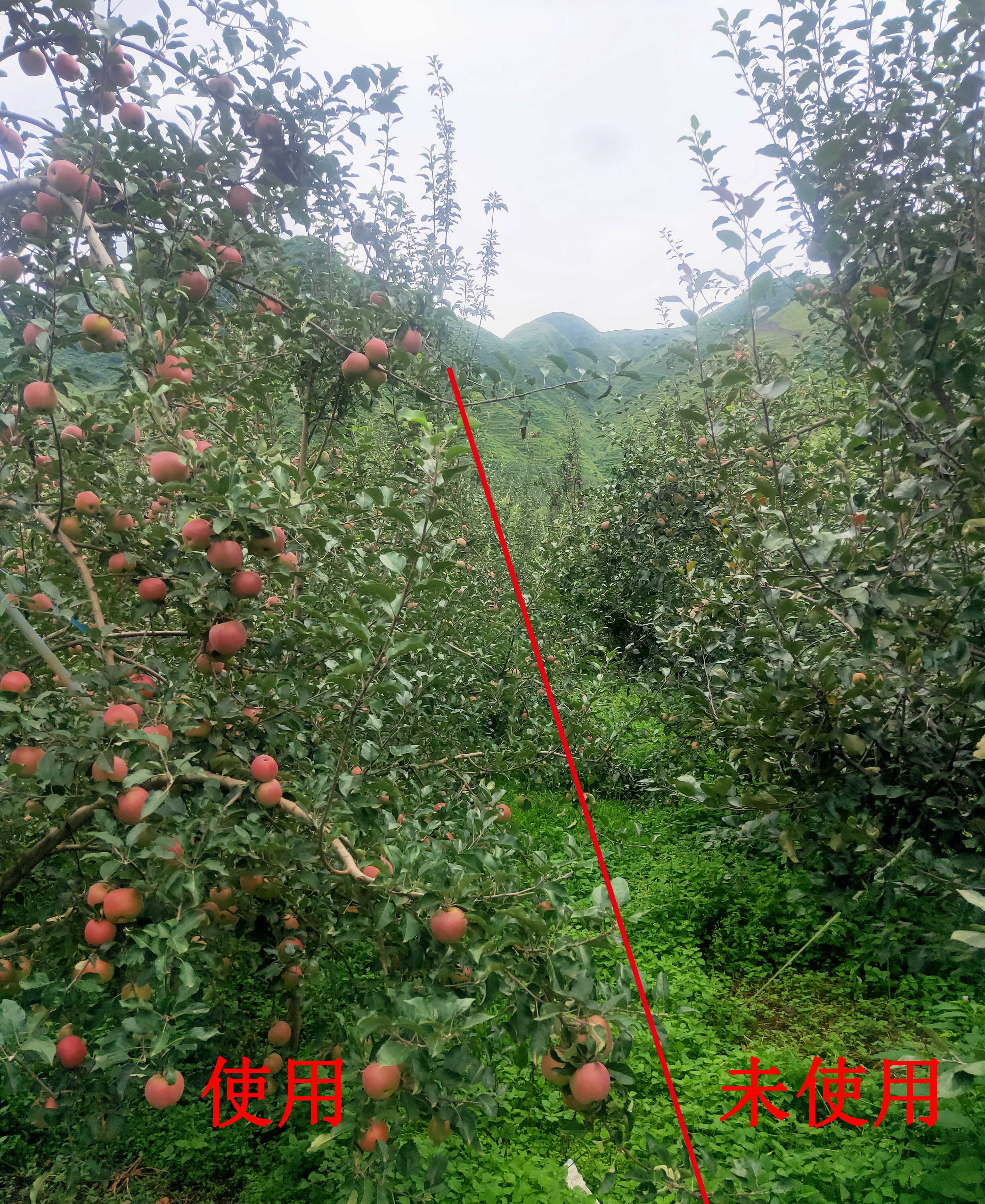 1598498566943474.jpg 对比3.jpg