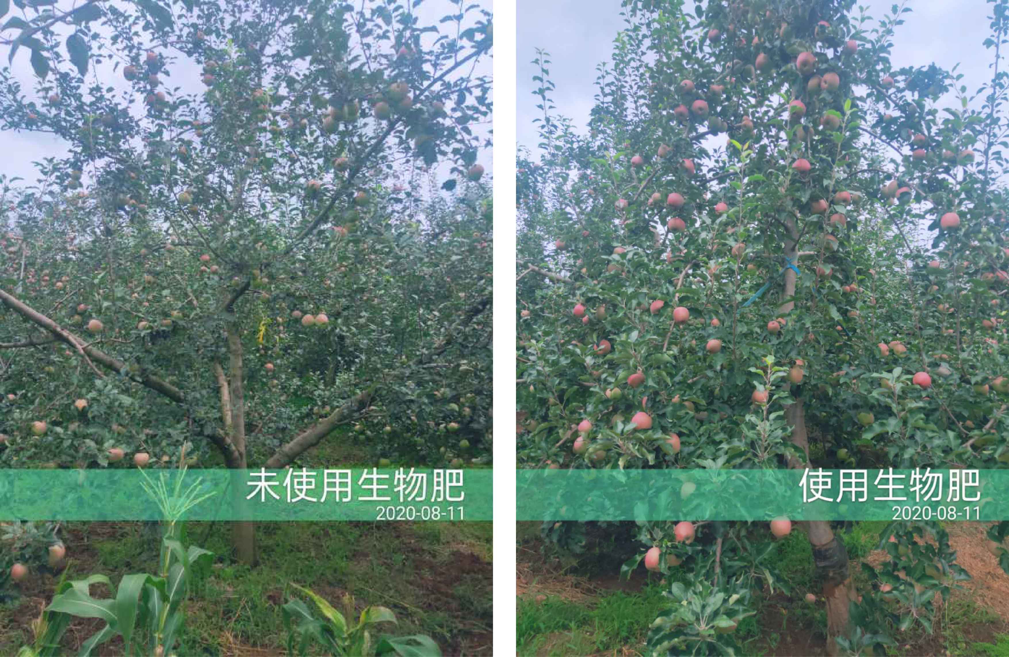 1598498613379816.jpg 对比1-01.jpg