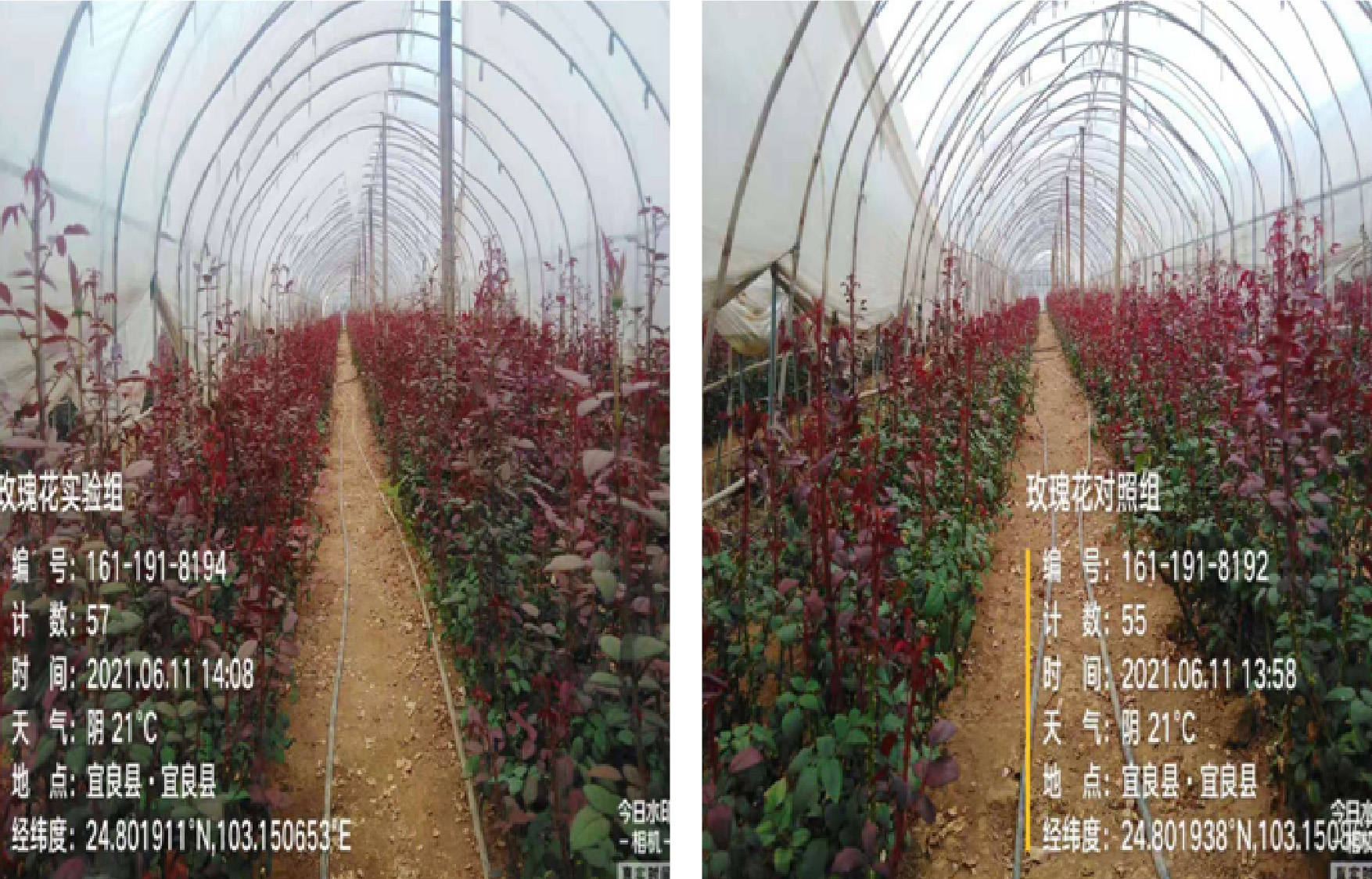 1629364855516797.jpg 10整体实验对照-01.jpg