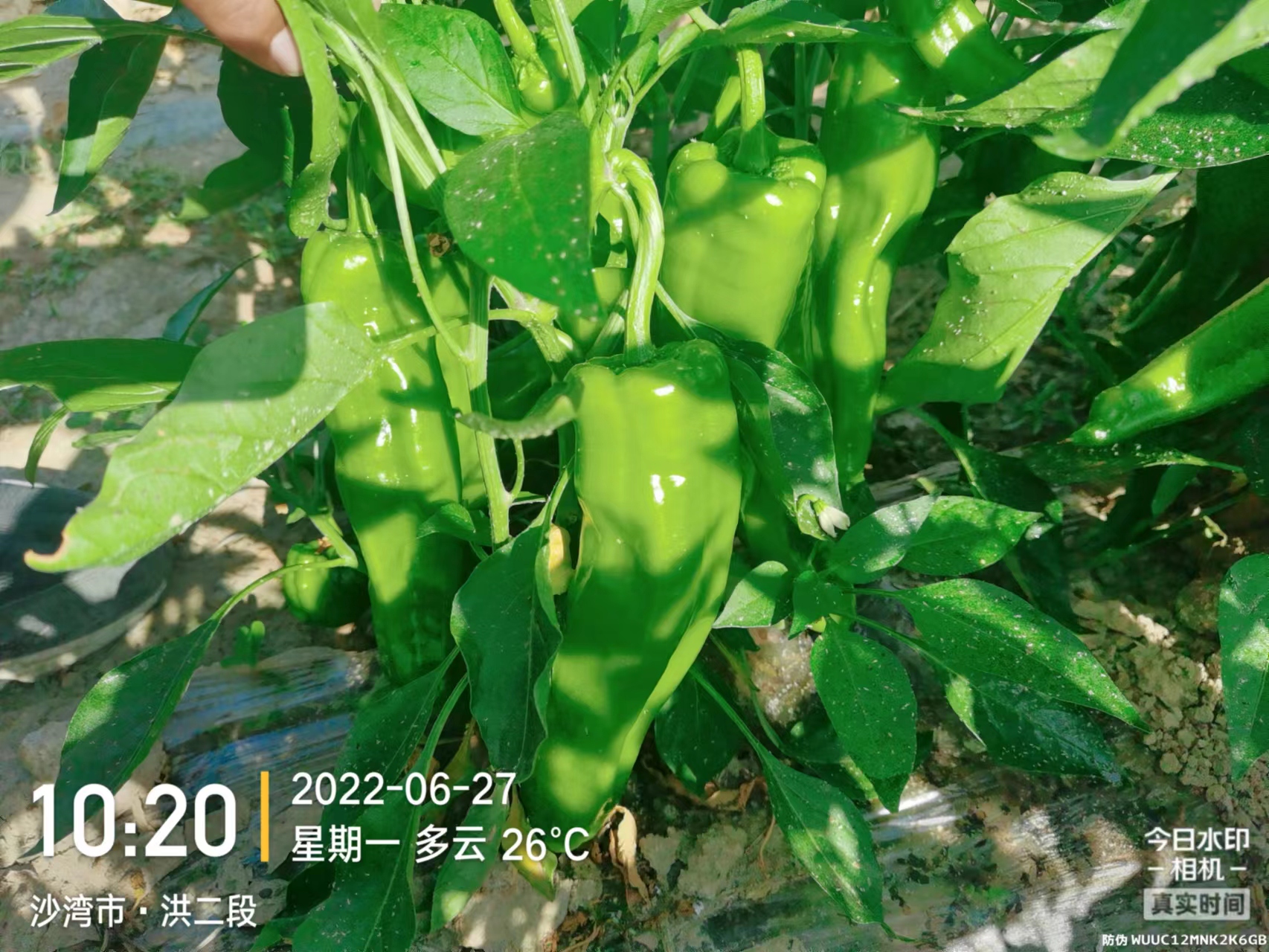 1672886763269850.jpg 微信图片_202206271041375.jpg