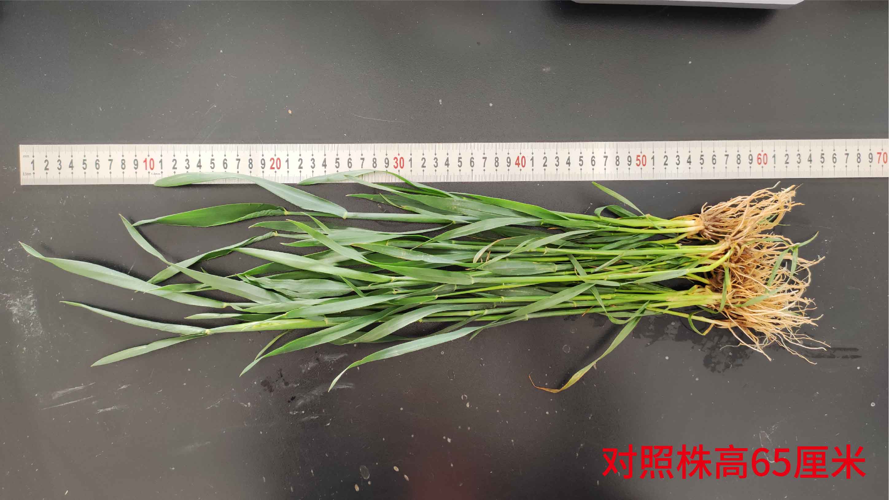 1683615442591643.jpg 对照株高65-01.jpg